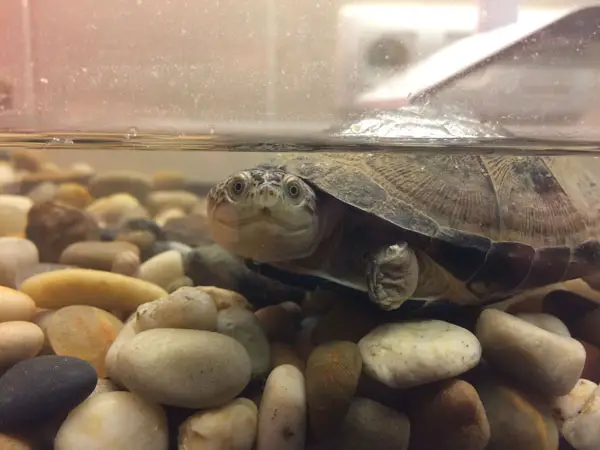 When can an African Sideneck turtle go for months without water
