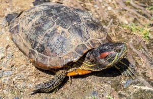 Why Is My Turtle Shell Color Fading? What To Do About It?