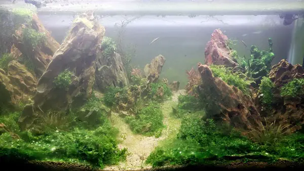 Where do algae come from in turtle tank