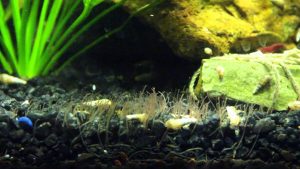 Black Worms In Turtle Tank What Are They Removal Guideline