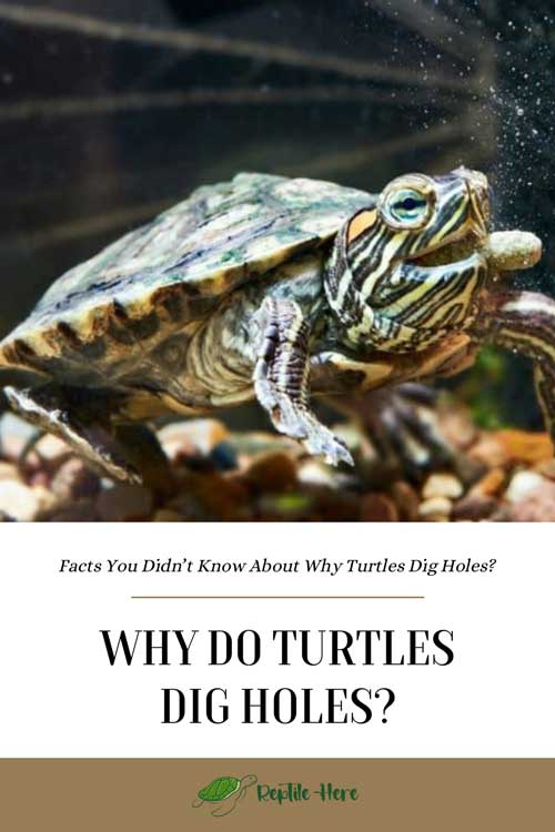 Why Do Turtles Dig Holes