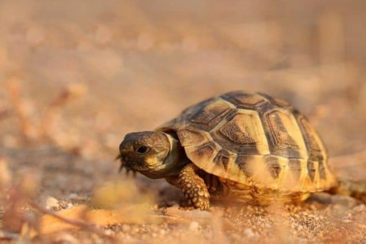 Why Do Turtles Dig Holes? Facts You Didn’t Know About Why Turtles Dig Holes?