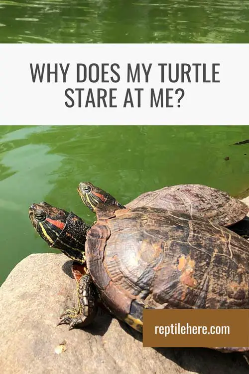 Why Does My Turtle Stare At Me?