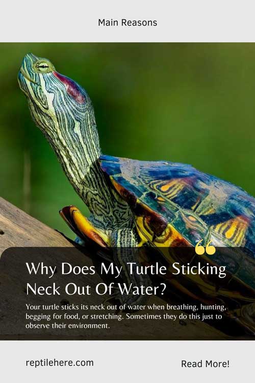 Why Does My Turtle Sticking Neck Out Of Water