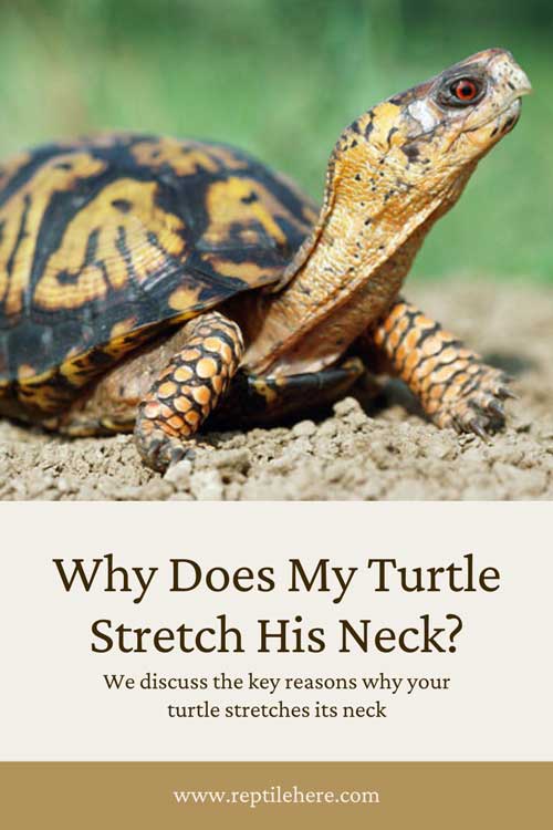 Why Does My Turtle Stretch His Neck