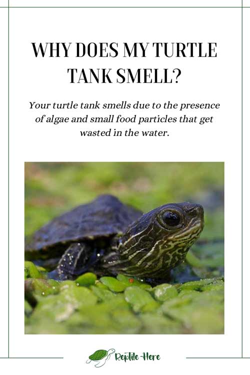 Why Does My Turtle Tank Smell? How To Make It Smell Better?