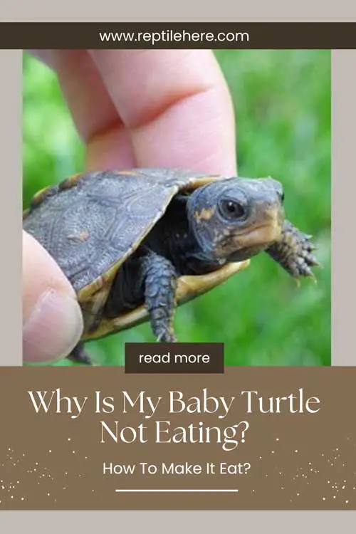 why-is-my-baby-turtle-not-eating-how-to-make-it-eat