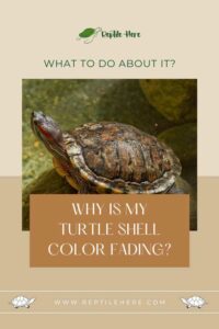 Why Is My Turtle Shell Color Fading? What To Do About It?
