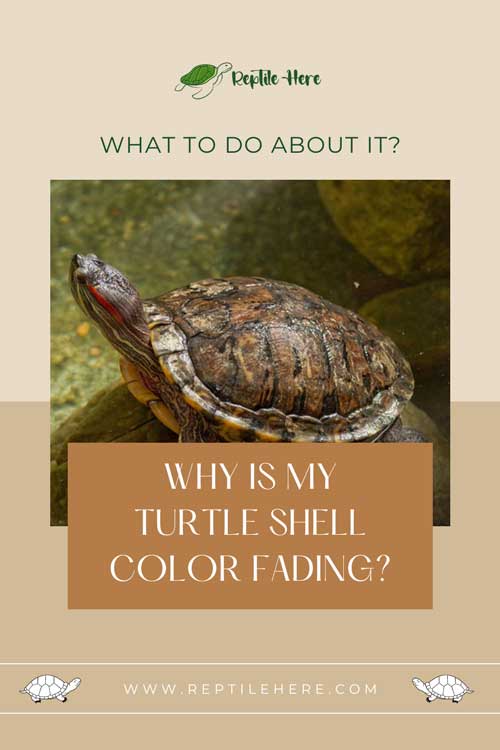 Why Is My Turtle Shell Color Fading