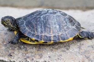 Why Is My Turtle Shell Color Fading? What To Do About It?