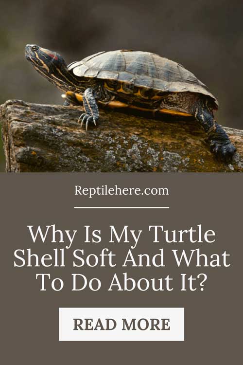 Why Is My Turtle Shell Soft And What To Do About It