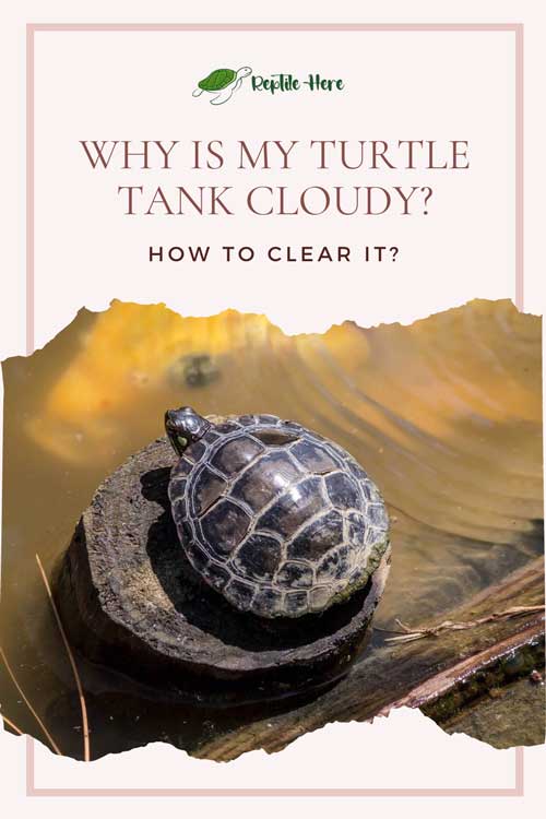 Why Is My Turtle Tank Cloudy And How To Clear It?