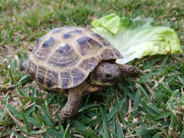 Why You Shouldn’t Feed Avocados To Turtles