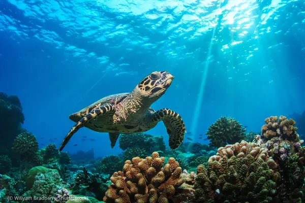 Why can't sea turtles retract their heads