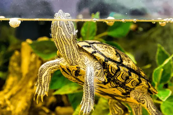 Why do turtles spend so much time in water