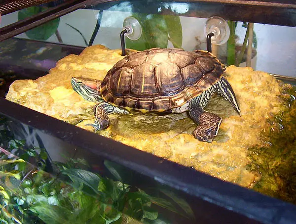 Why does my new turtle tank get cloudy