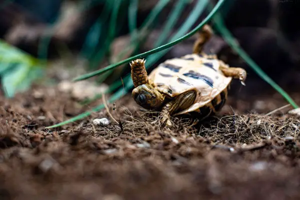 Why does my turtle keep flipping himself over