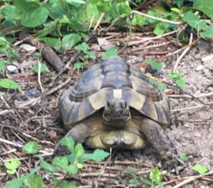 Why Does My Turtle Stare At Me?