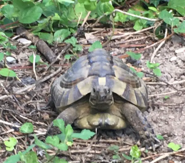 Why does my turtle stare at me