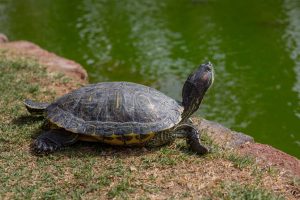 Why Does My Turtle Stretch His Neck?