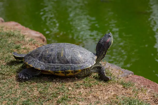 Why does my turtle stretch its neck out of water