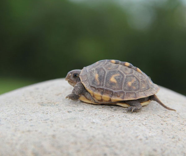 Why is my baby turtle sleeping a lot