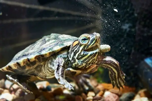 Why is my turtle Digging in the tank