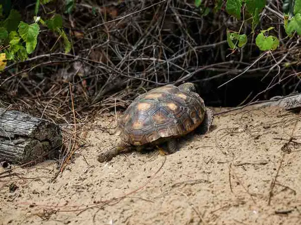 Why is my turtle burying itself