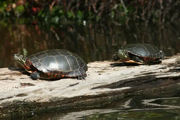 why-is-my-turtle-not-eating-in-winter-the-turtle-hub