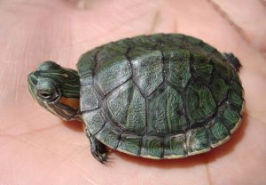 Why Is My Turtle Shell Color Fading? What To Do About It?