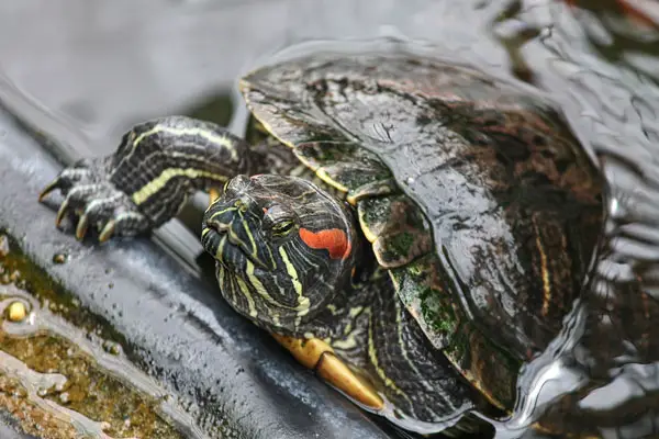 Why is my turtle shell turning gray