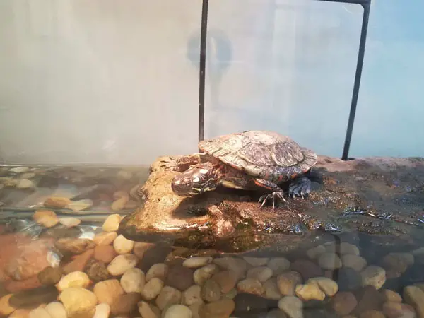 Why Is My Turtle Tank Cloudy And How To Clear It?