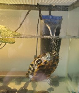 Why Is My Turtle Tank Cloudy And How To Clear It?