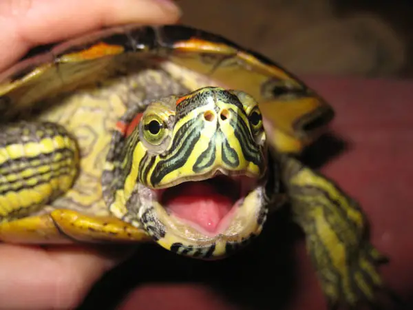 Why my turtle stretches its neck out of water with its mouth open