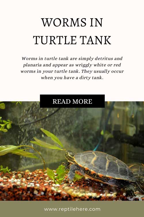 Worms In Turtle Tank