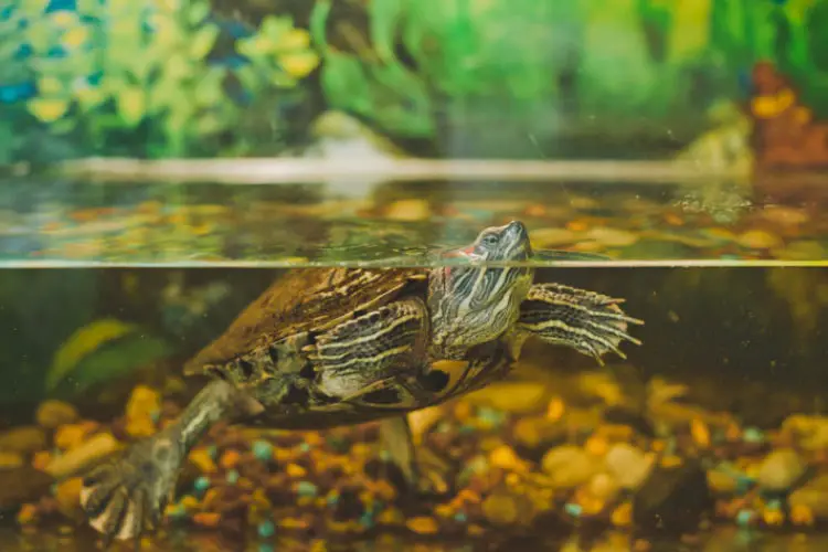 Worms In Turtle Tank: Is Your Turtle Affected? Deworming Guide