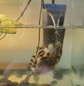 Worms In Turtle Tank: Is Your Turtle Affected? Deworming Guide