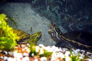 Can Turtles Flip Themselves Over? Will It Die Being Upside Down?