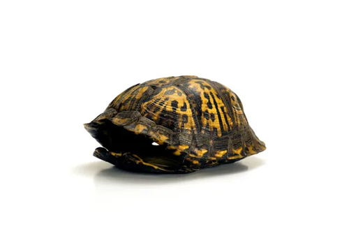 a turtle shell