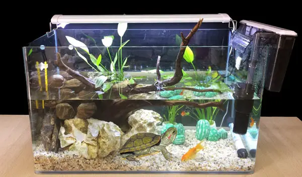 Why Does My Turtle Tank Smell? How To Make It Smell Better?