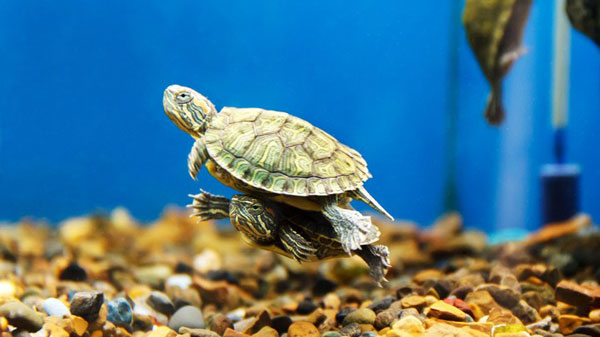 a turtle tank