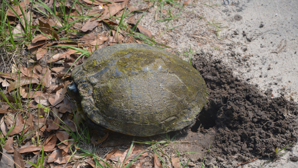 a turtle to dig a hole for eggs
