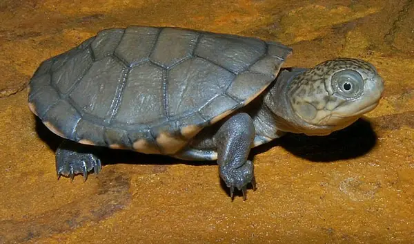 baby African Sideneck turtles