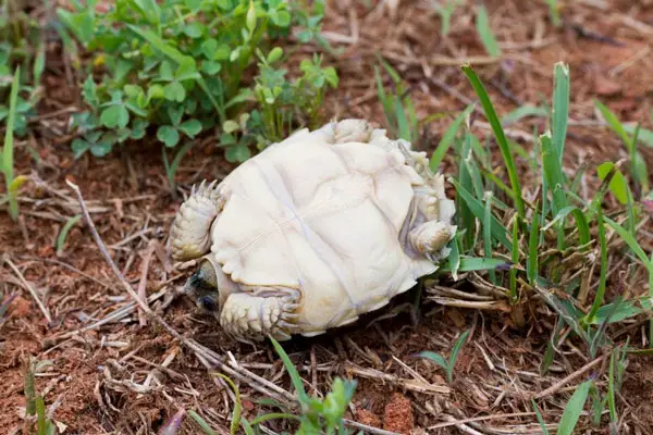 baby turtle keep flipping over