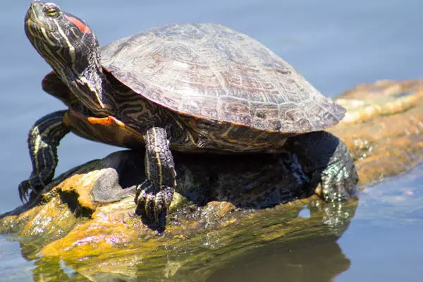 turtle is stretching its neck