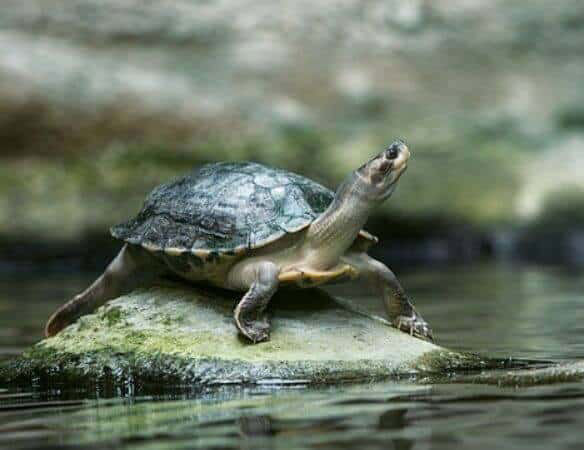 turtle stretching out its neck out of water