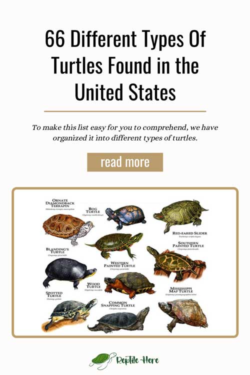 66 Different Types Of Turtles Found in the United States