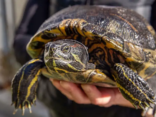 A Bleeding Turtle