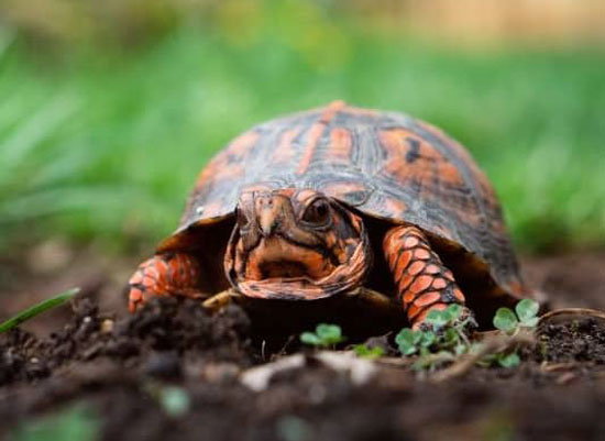 Additional Tips On How To Trim a Turtle's Nail