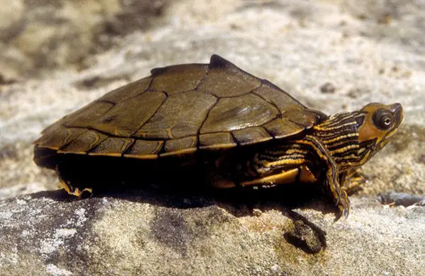  Alabama Map Turtle in Georgia